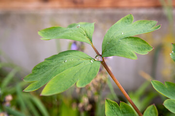 Water droplet on plant