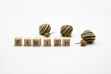 Striped land snails with small wooden cubes with letters isolated on the white background. A word FINISH with grove snails.