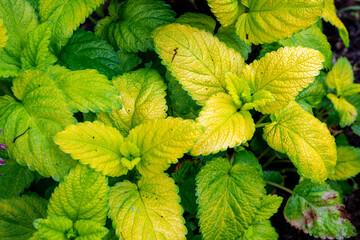 green leaves of mint