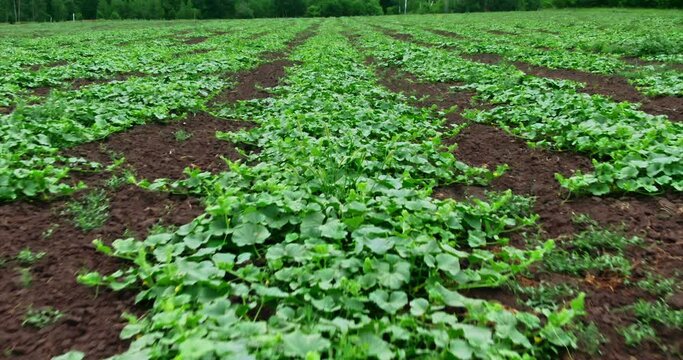 Growing eco-products in the field, flat beds with sprouts. Melons and gourds are grown in the village, agricultural production. Air view with a copter.