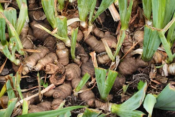 Tuinposter Roots and tubers of iris flowers in a garden © aquatarkus