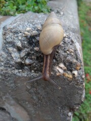 snail on a pavement