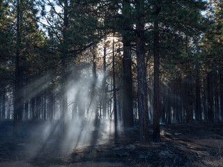 Sunrays filtering through trees and smoke during a forest fire