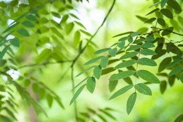 Fototapeta na wymiar Green leaves with sunlight and shadow, summer spring ash foliage bokeh background, copy space