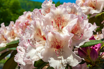 die Blütenstaude eines weißen Rhododendron