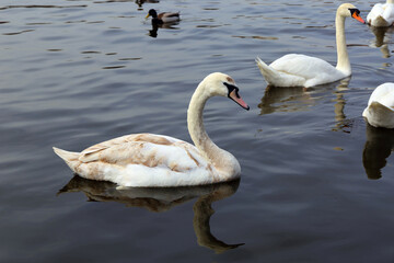 Vltava river. Prague. Dove. Swan. Wild duck.