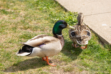 duck in the park