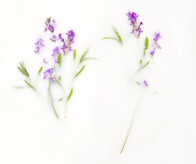 Lavender flowers and leaves in a milk bath. Greeting card. Copy space, flat lay. Conceptual photography: purity, tenderness.