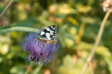 Schmetterling