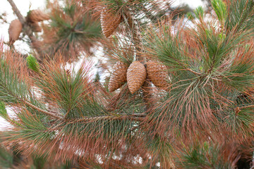 pine branch with cones