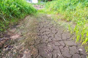Dutch desiccated ditch in dry summer season