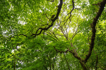 green leaves in the forest
