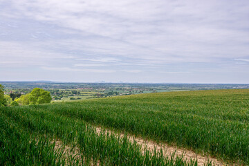 landscape with green grass