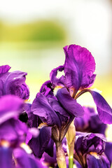 Purple Iris closeup