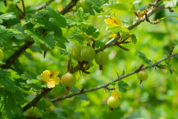 Bush Ribes uva-crispa. branch with green gooseberries. selective focus. Used in medicine. recommended for metabolic disorders and obesity. Grossularia reclinata used as a diuretic and choleretic