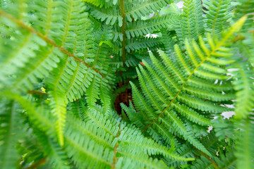 green fern leaf