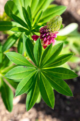 red and yellow flower