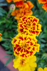 orange flower in the garden