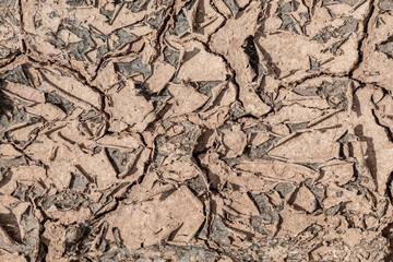 dry and cracked soil crust