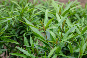 aphids on the green leaves of the bush