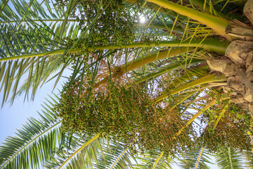 palm branches against the sky