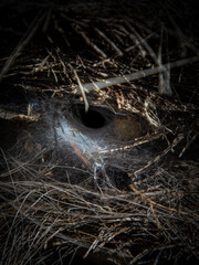 the spider built a den in the palm tree