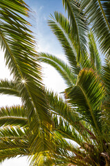 Fototapeta na wymiar palm branches against the sky