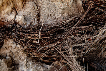 fiber trunk of the palm