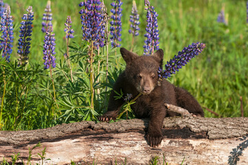 Black Bear Cub (Ursus americanus) Chin Over Lupine Stalk Summer © hkuchera