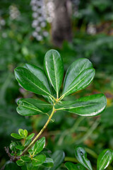 green shrub leaves after rain