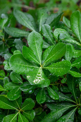 green shrub leaves after rain