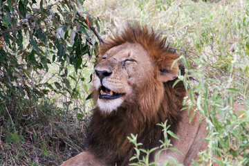 Male lion in the grass, smiling (hot) © S.Kirby Photography