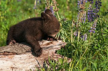 Black Bear Cub (Ursus americanus) Nose in Lupine Plant Leaves Summer