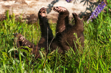 Black Bear Cub (Ursus americanus) Rolls On Back in Grass Summer