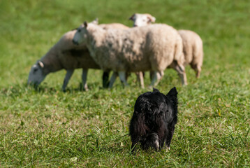 Stock Dog Walks Up on Groupd of Sheep (Ovis aries)
