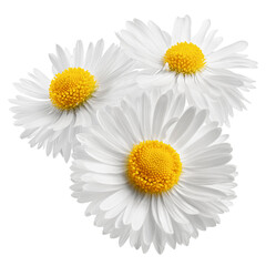 Fototapeta premium chamomile isolated on white background, clipping path, full depth of field