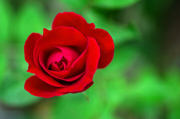 Gardening red rose close-up on a natural green background.