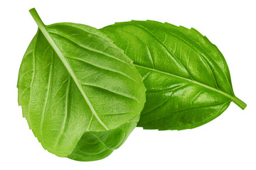 Obraz premium basil, isolated on white background, clipping path, full depth of field