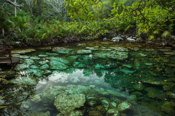 Tropical paradise. Natural texture. Emerald color water cenote in the jungle. Natural lagoon with transparent water and rocks in the bed, surrounded by the green rainforest's trees foliage.