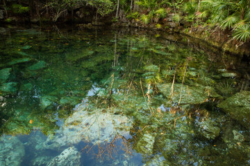 Enchanting tropical environment. Emerald color water cenote in the jungle. Natural pond with transparent water and a rocky bed. The rainforest's trees foliage reflected in the water surface.