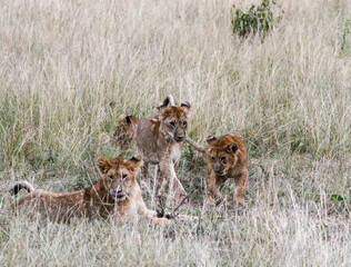 Lion cubs playing, biting tail of another cub