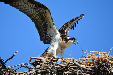 Juvenile Osprey bird with wings spread on nest