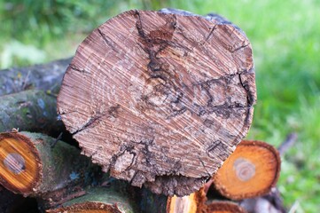 Round wooden stumps in the garden. Trees cut section for background texture.