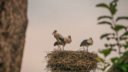 View of stork standing in the nest.