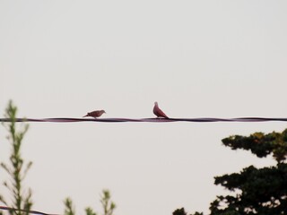 doves 