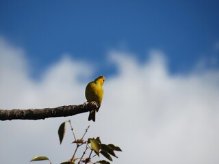 yellow bird