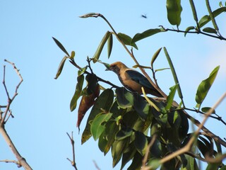 bird on a tree
