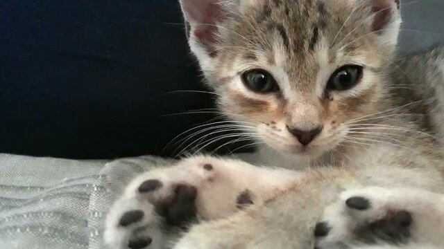 Cute and very photogenic kitten with big eyes looking into camera and lying on couch
