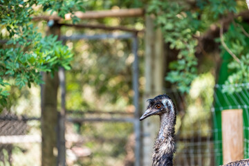 Ostrich bird head and long neck close up. Selective focus.