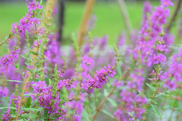 Obraz premium field of lavender